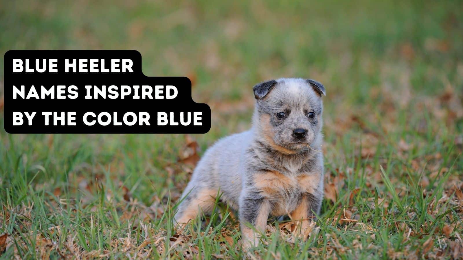 Blue First Name 150+ Blue Heeler Names from the Land Down Under!