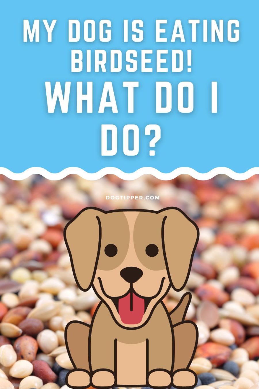 My Dog is Eating Birdseed: What Do I Do?