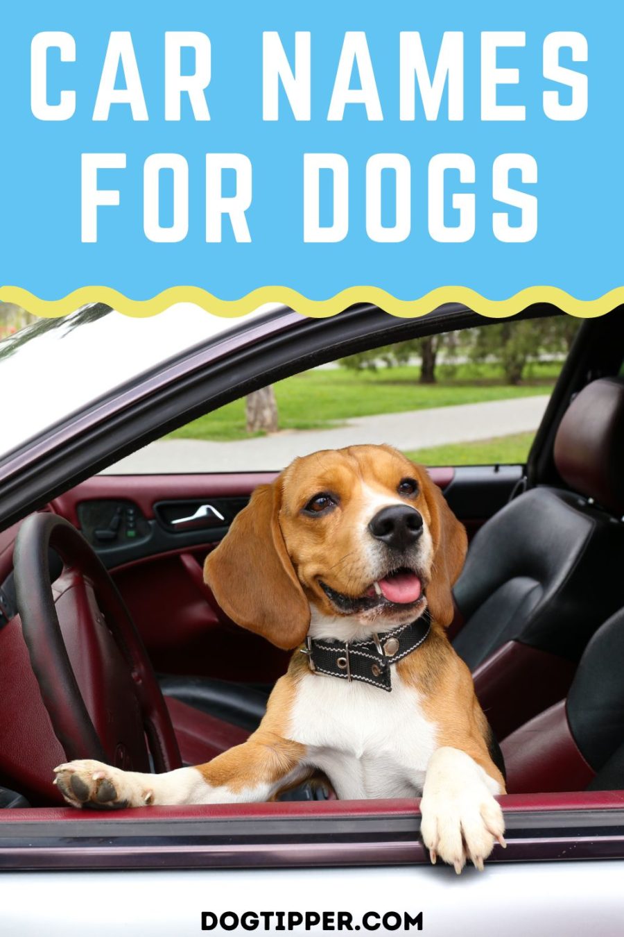 Car Names for Dogs