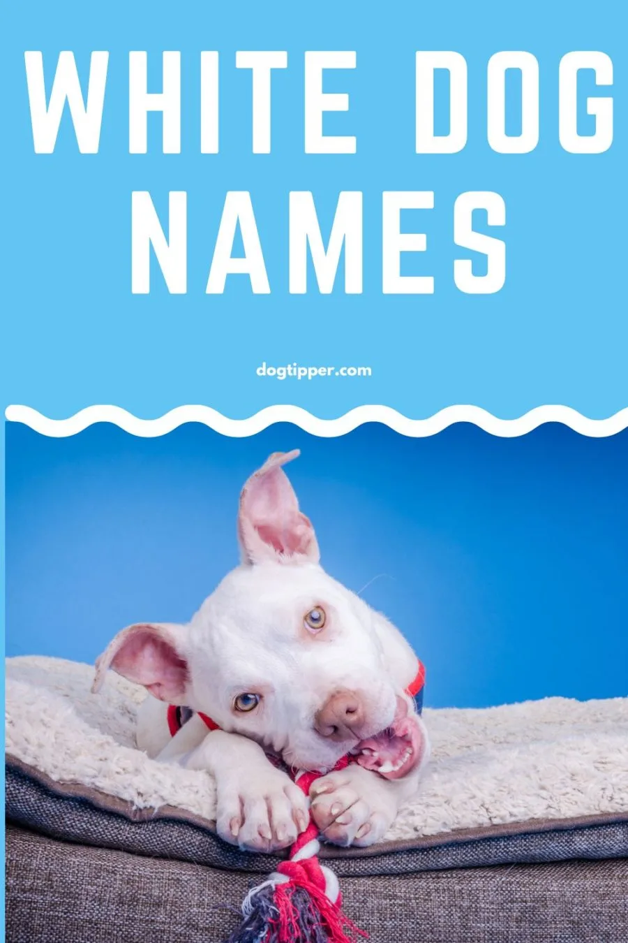 100+ White Dog Names for Your Fair Fur Baby