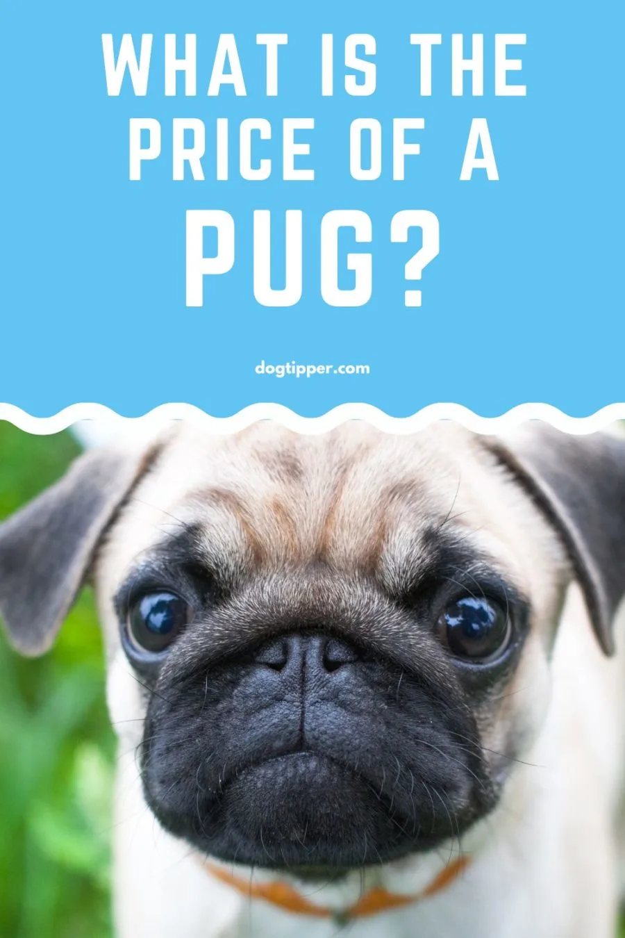 What is the Price of a Pug?