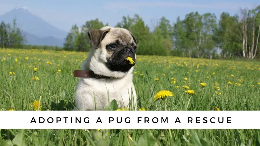 What's the Price of Adopting a Pug at a Pug Rescue?