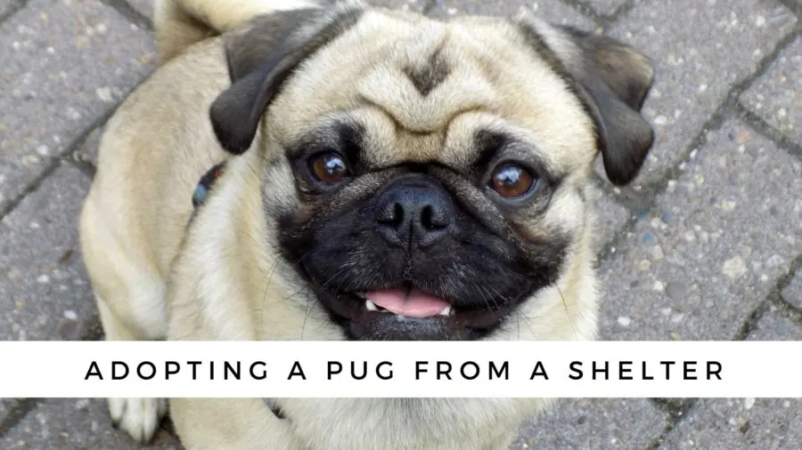 What's the Price of Adopting a Pug at a Shelter?