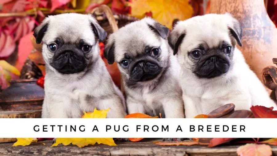 What's the Price of a Pug at a Breeder?
