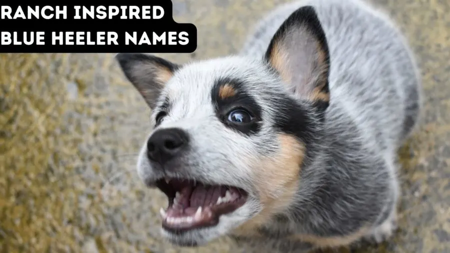 Ranch inspired blue heeler names