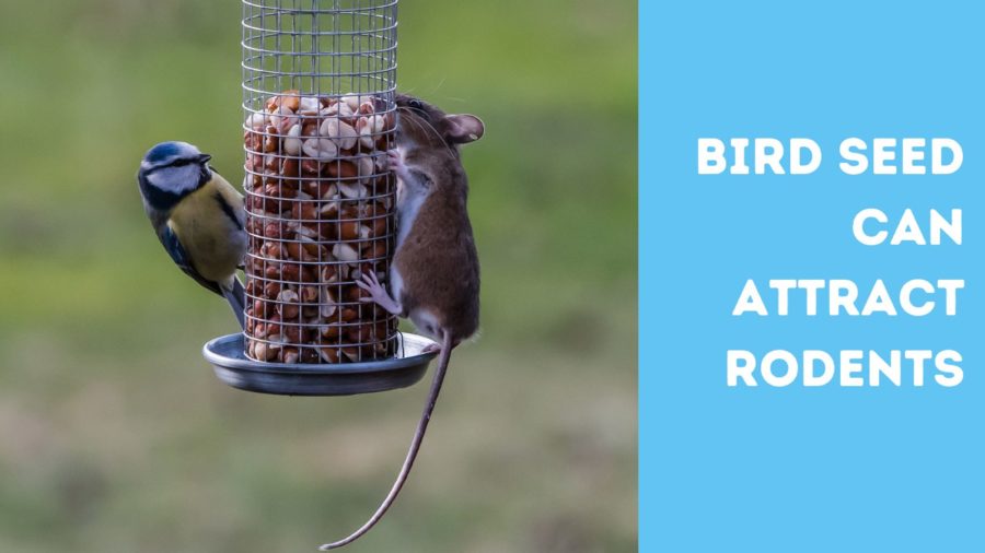 Bird seed can attract rodents