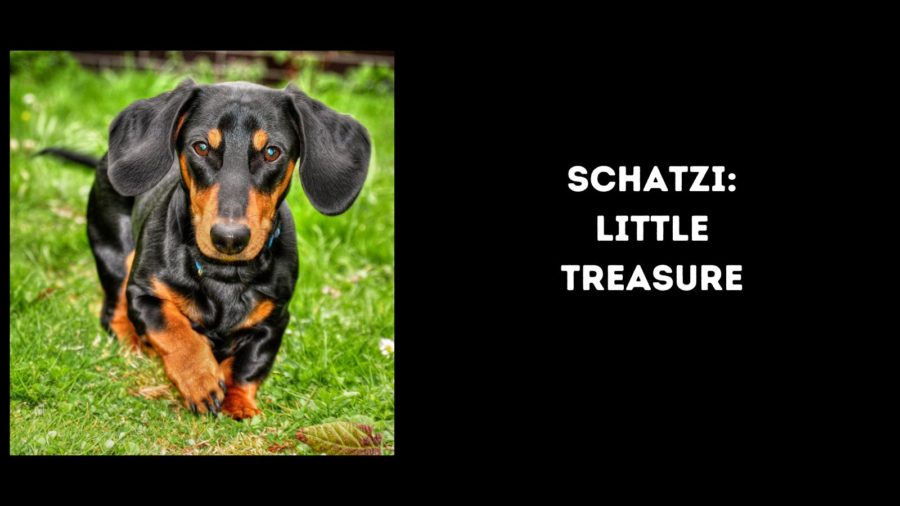 Schatzi: little treasure dog name