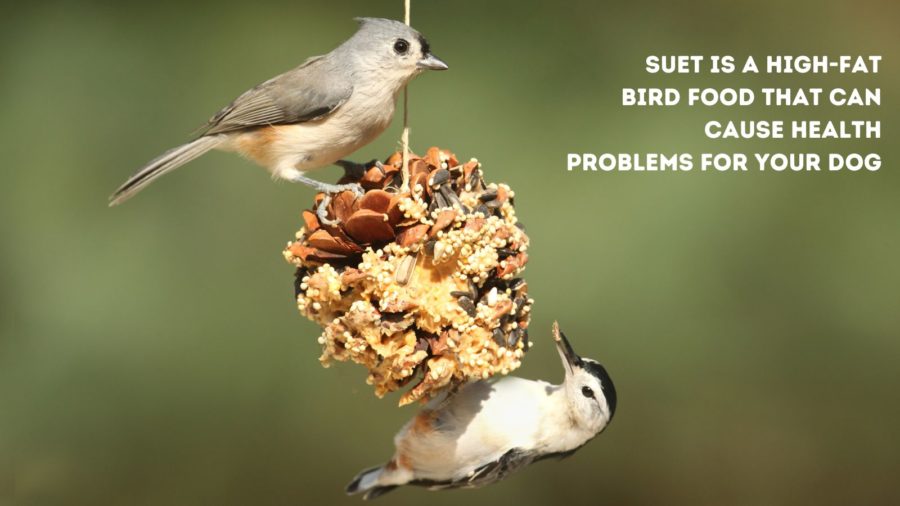 suet is a high-fat bird food that can cause health problems for your dog