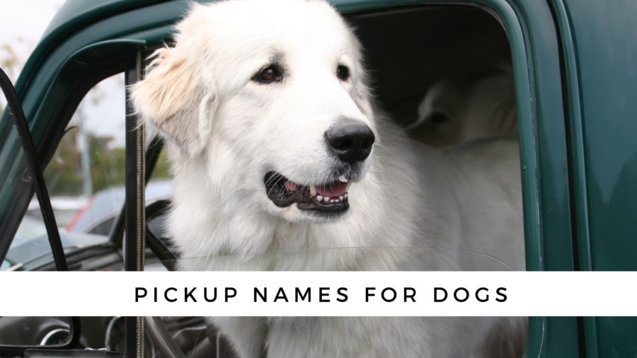 Truck names for dogs