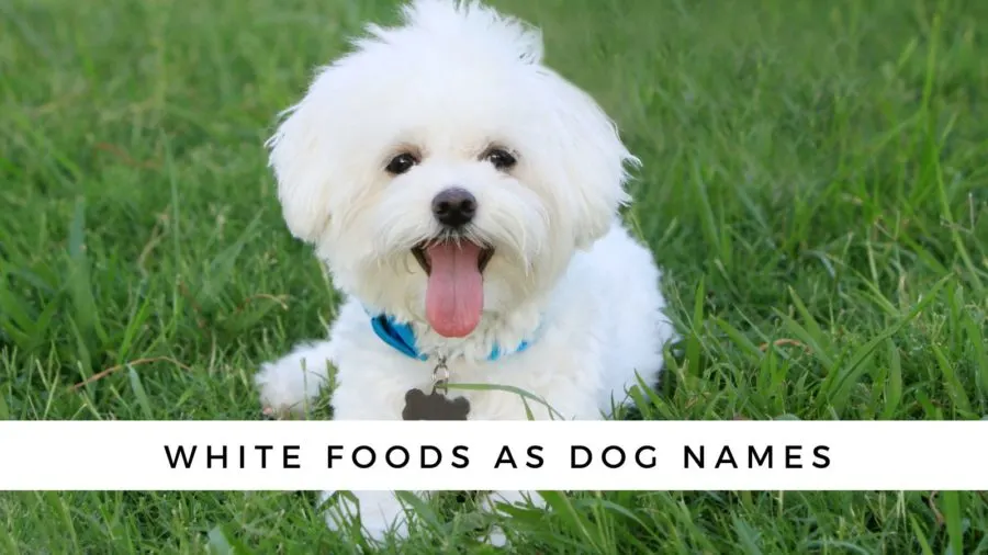 White foods that make good dog names for white dogs