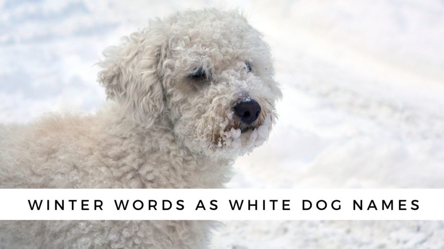 Winter words and winter weather words that make good white dog names