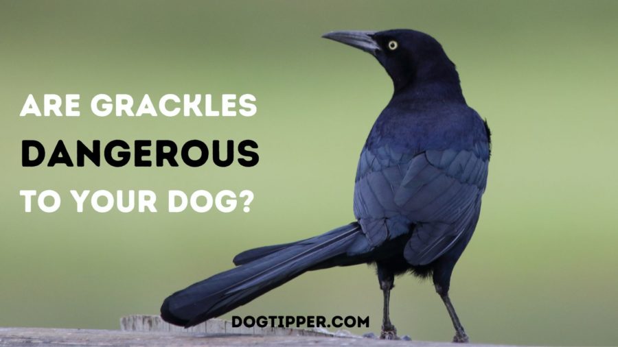 Are Grackles Dangerous to Your Dog?