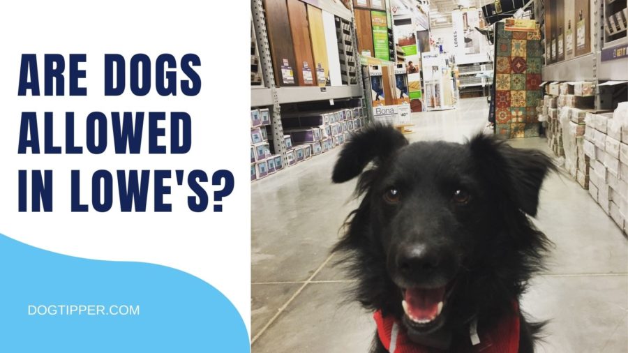 Are dogs allowed in Lowe's stores?