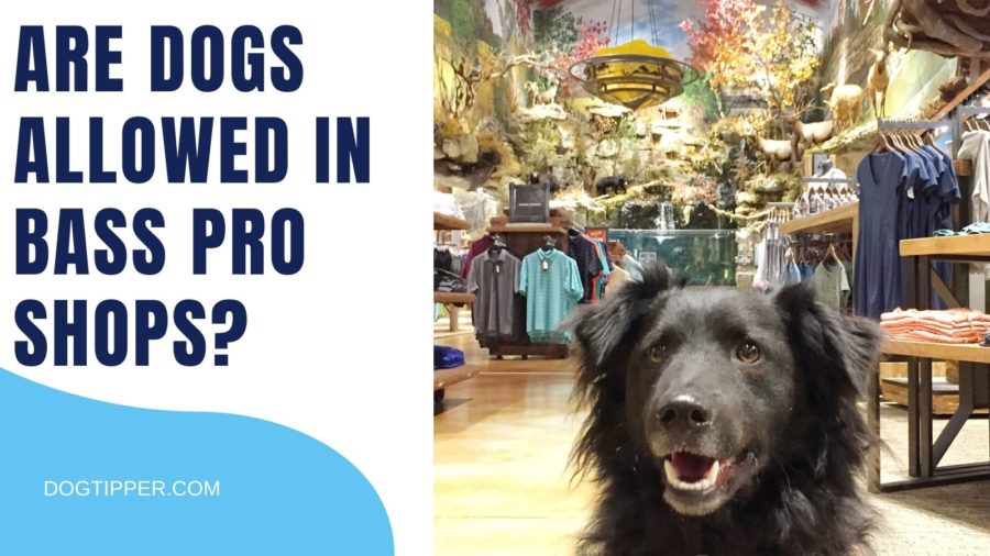 Are Dogs Allowed in Bass Pro Shops?