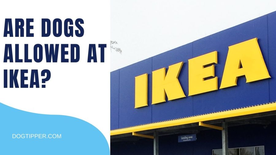 Are dogs allowed at IKEA?