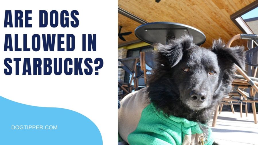 Is Starbucks Dog Friendly?