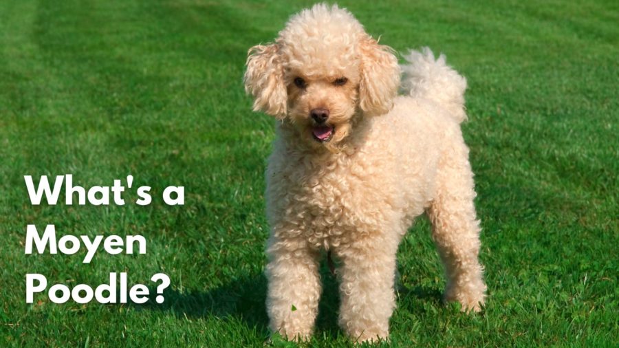 What is a Moyen Poodle?