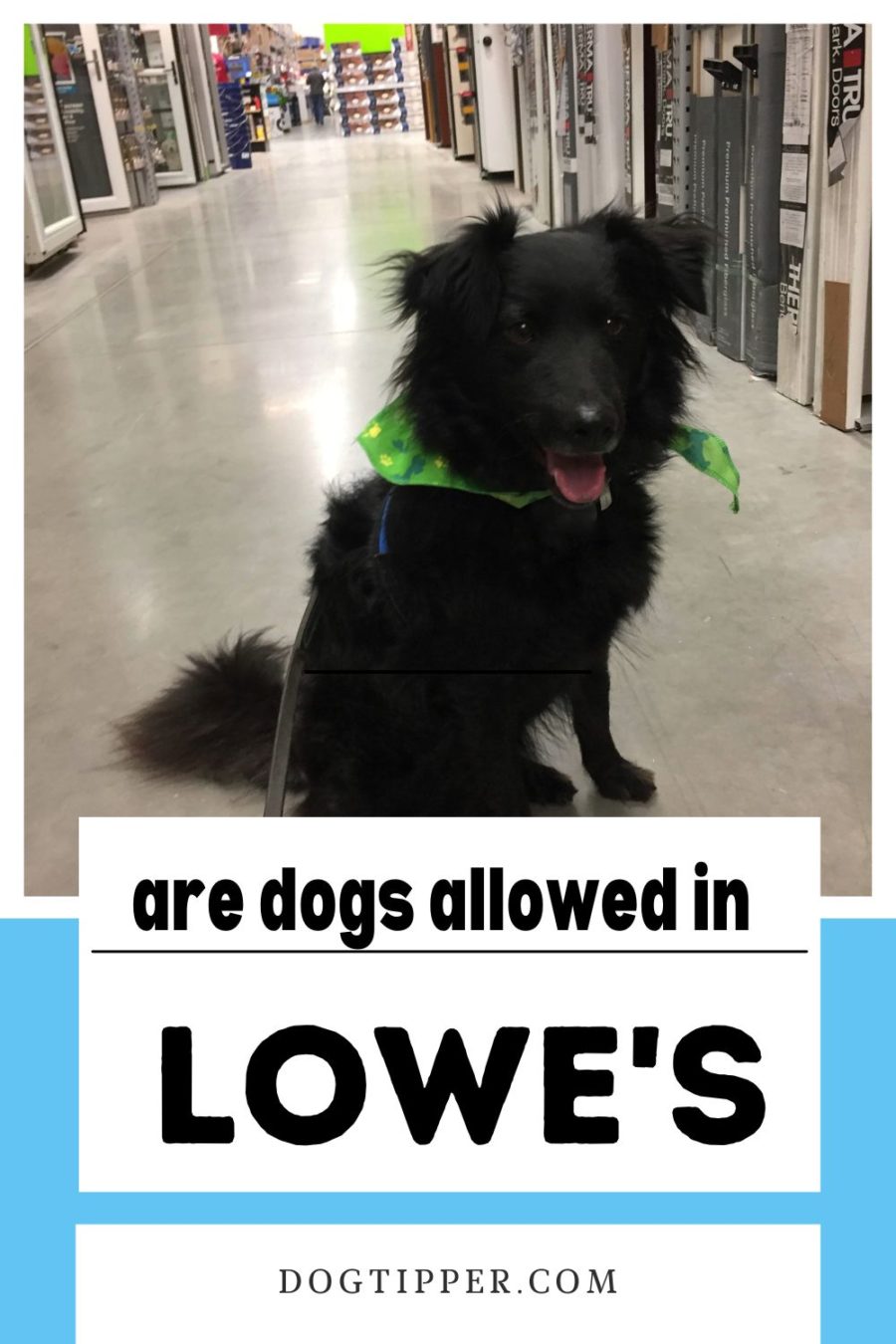 Are Dogs Allowed in Lowe's? What you should know about bringing your dog to a Lowes home improvement store.