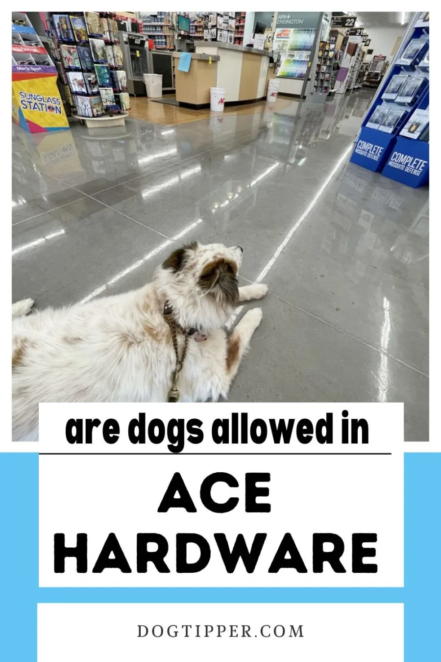 Are dogs allowed in Ace Hardware stores?