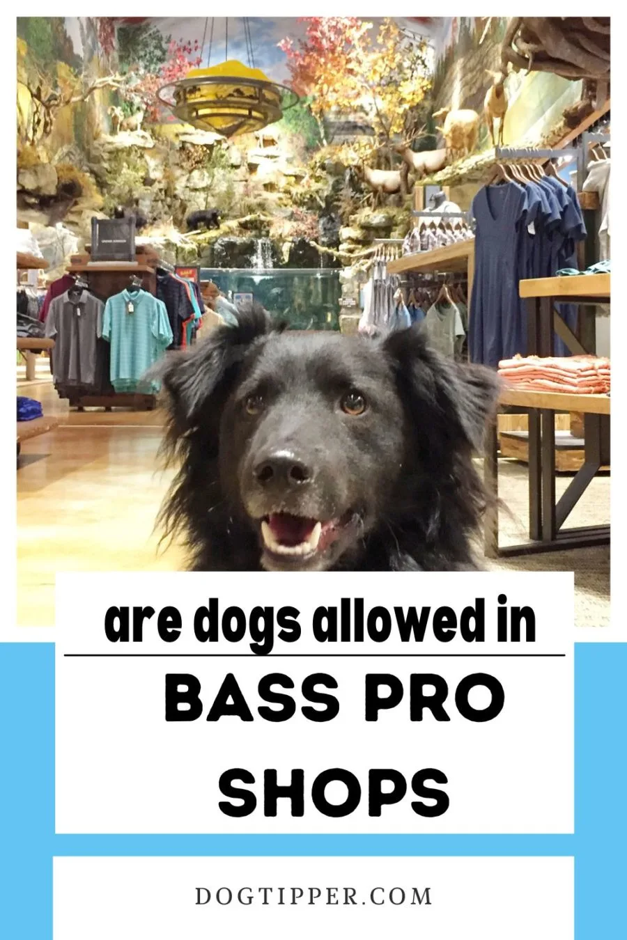 Is Bass Pro Shops dog friendly?