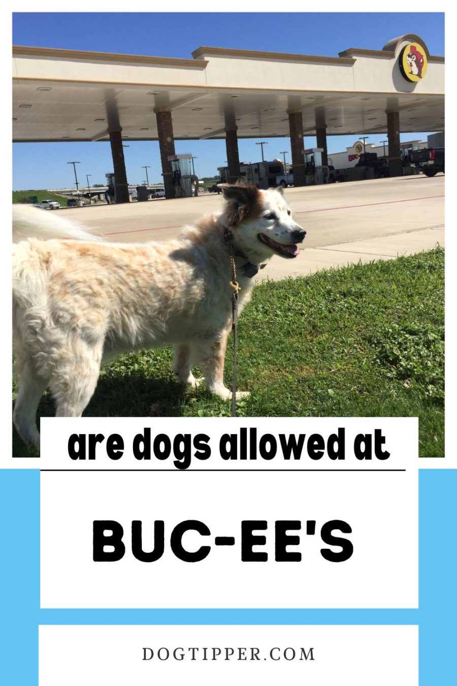 Can I Bring My Dog to Buc-ee's?