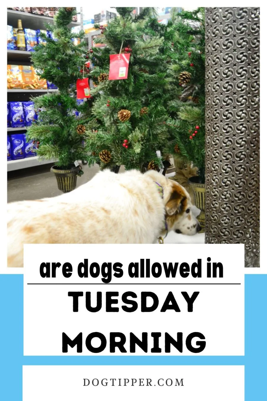Are Dogs Allowed in Tuesday Morning stores?