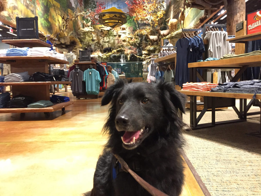 Taking your dog to a Bass Pro