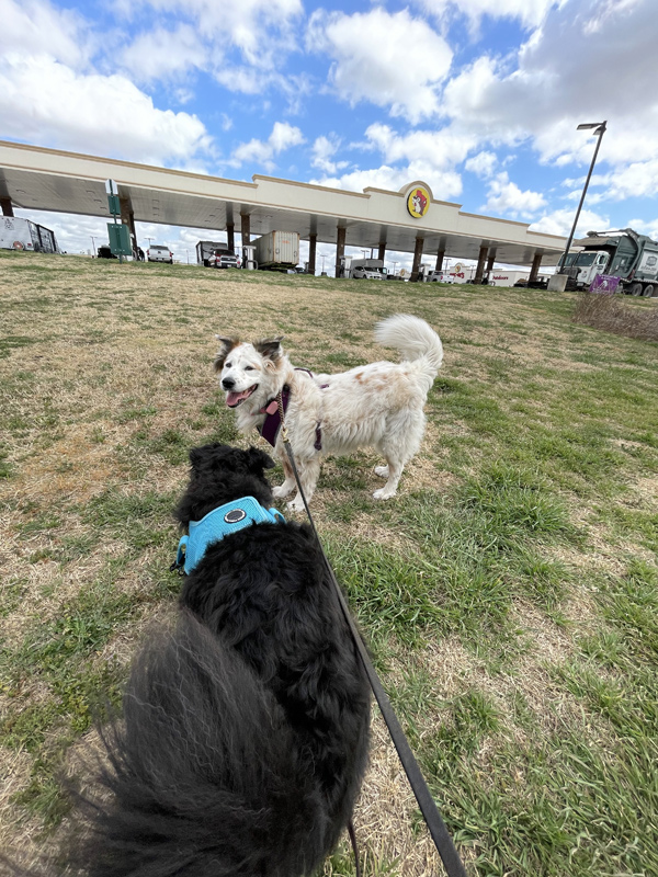 two dogs at Buc-ee's in Luling, Texas