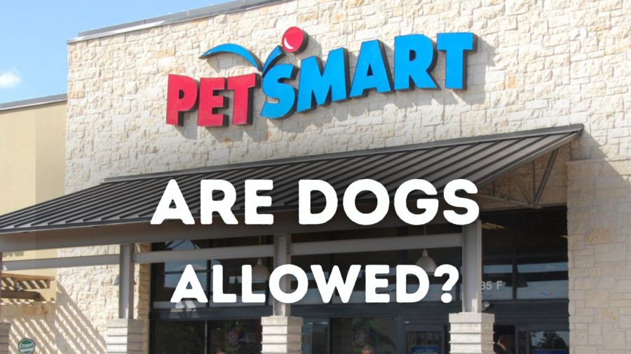 Are dogs allowed in PetSmart?  Tips for bringing your dog to PetSmart - and other pets can visit the store