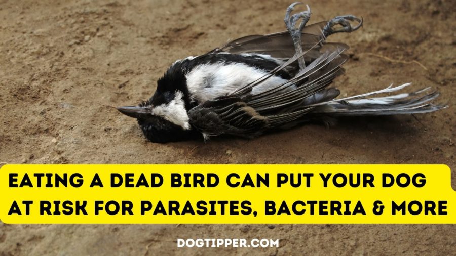 Eating a dead bird can put your dog at risk for parasites, bacteria and more