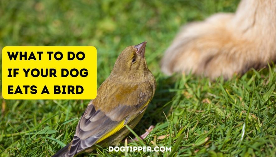 What To Do If Your Dog Eats a Bird: veterinary advice whether your dog has eaten a live bird or a dead bird
