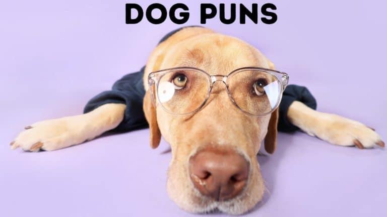 Dog Puns and Furtastic Instagram Captions