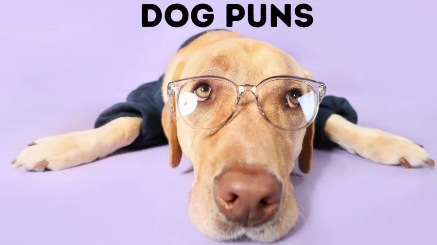 Dog Puns and Furtastic Instagram Captions (2023)