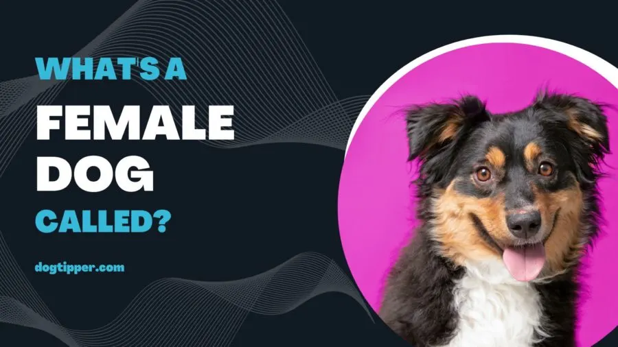 how old is a female dog ready to breed