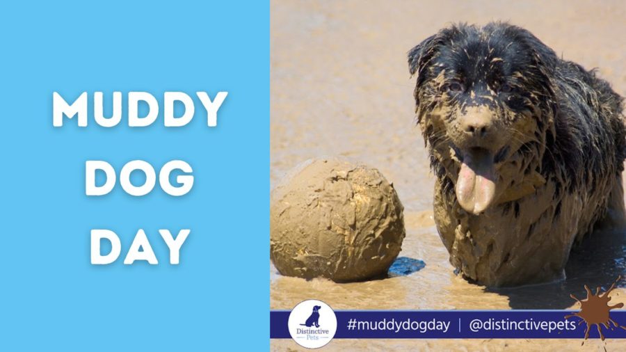 Celebrate October's Muddy Dog Day