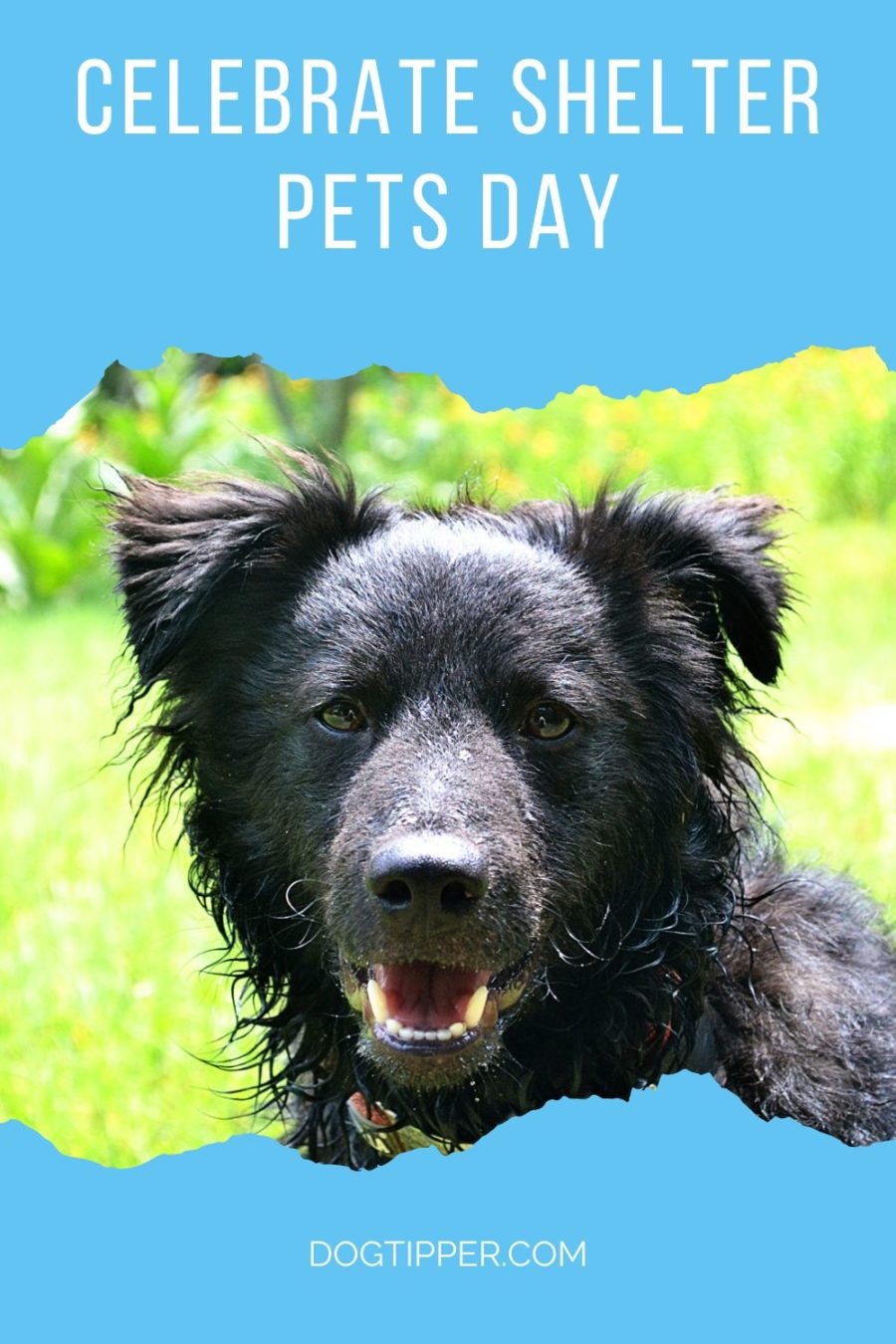 Celebrate Shelter Pets Day
