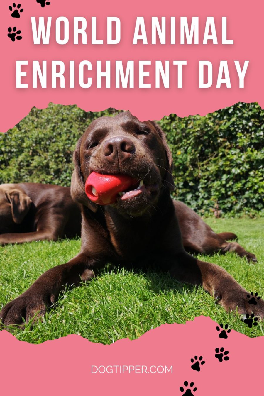 World Animal Enrichment Day