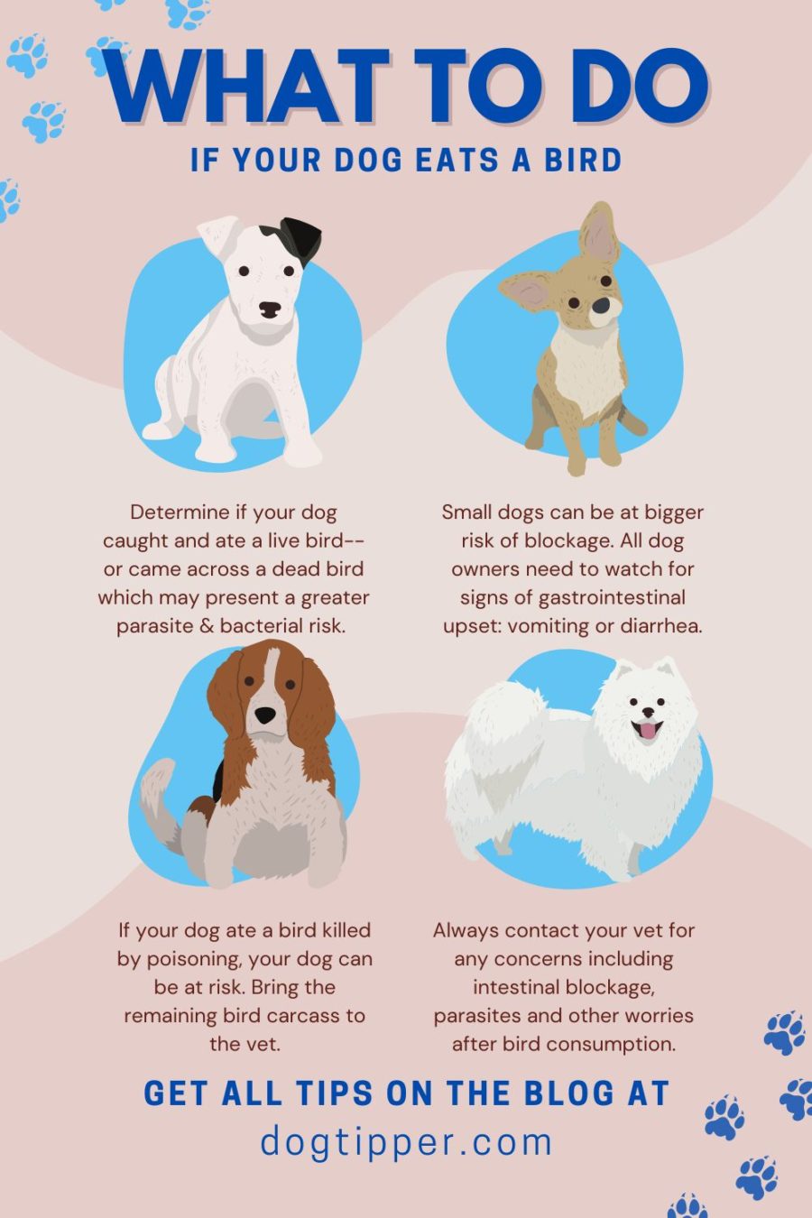 What to do if your dog eats a bird: advice from veterinarians