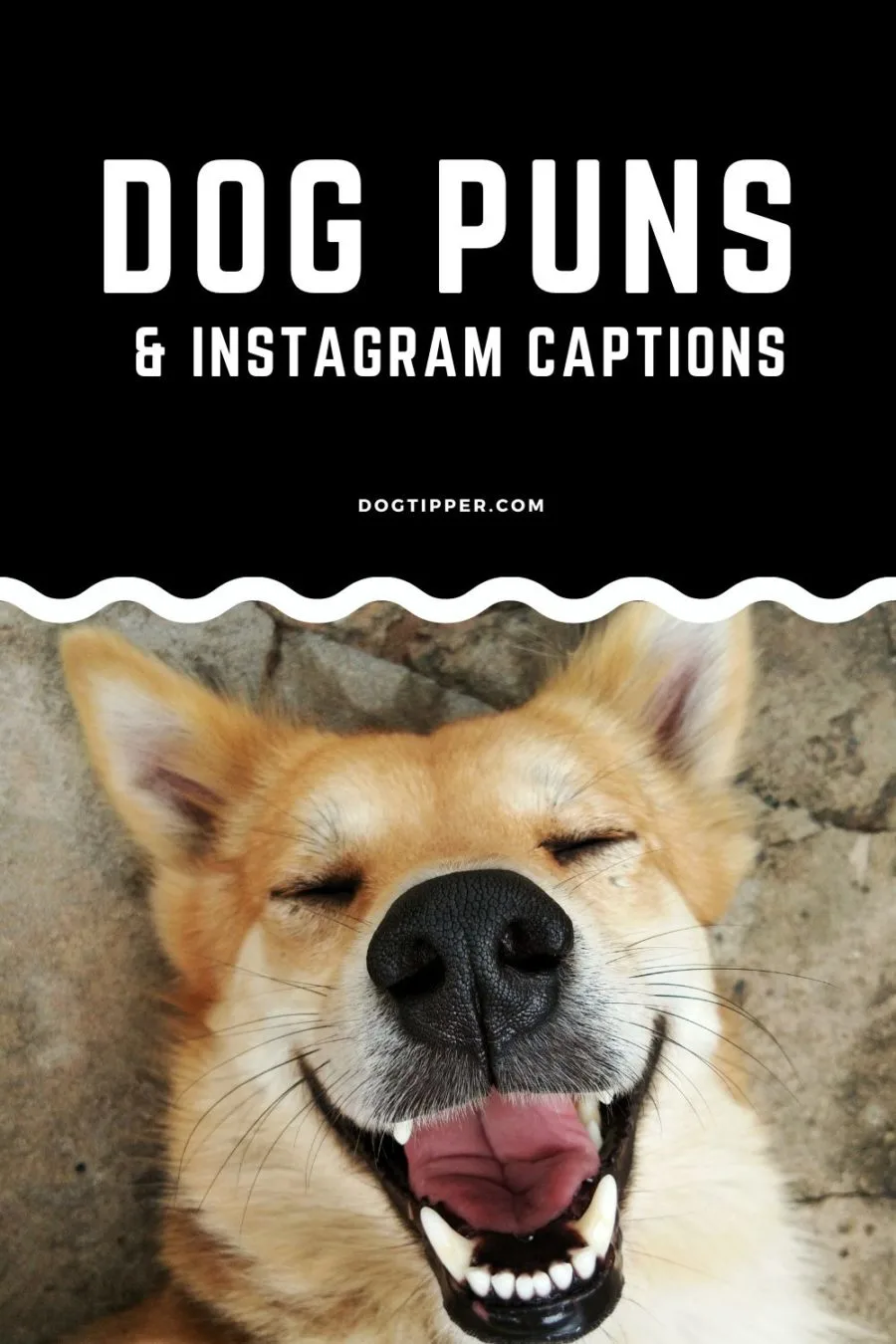 Dog Puns and Instagram Captions
