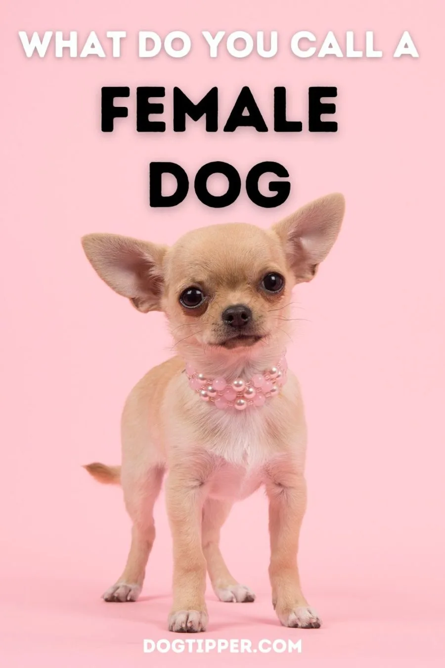 what do we call a female dog