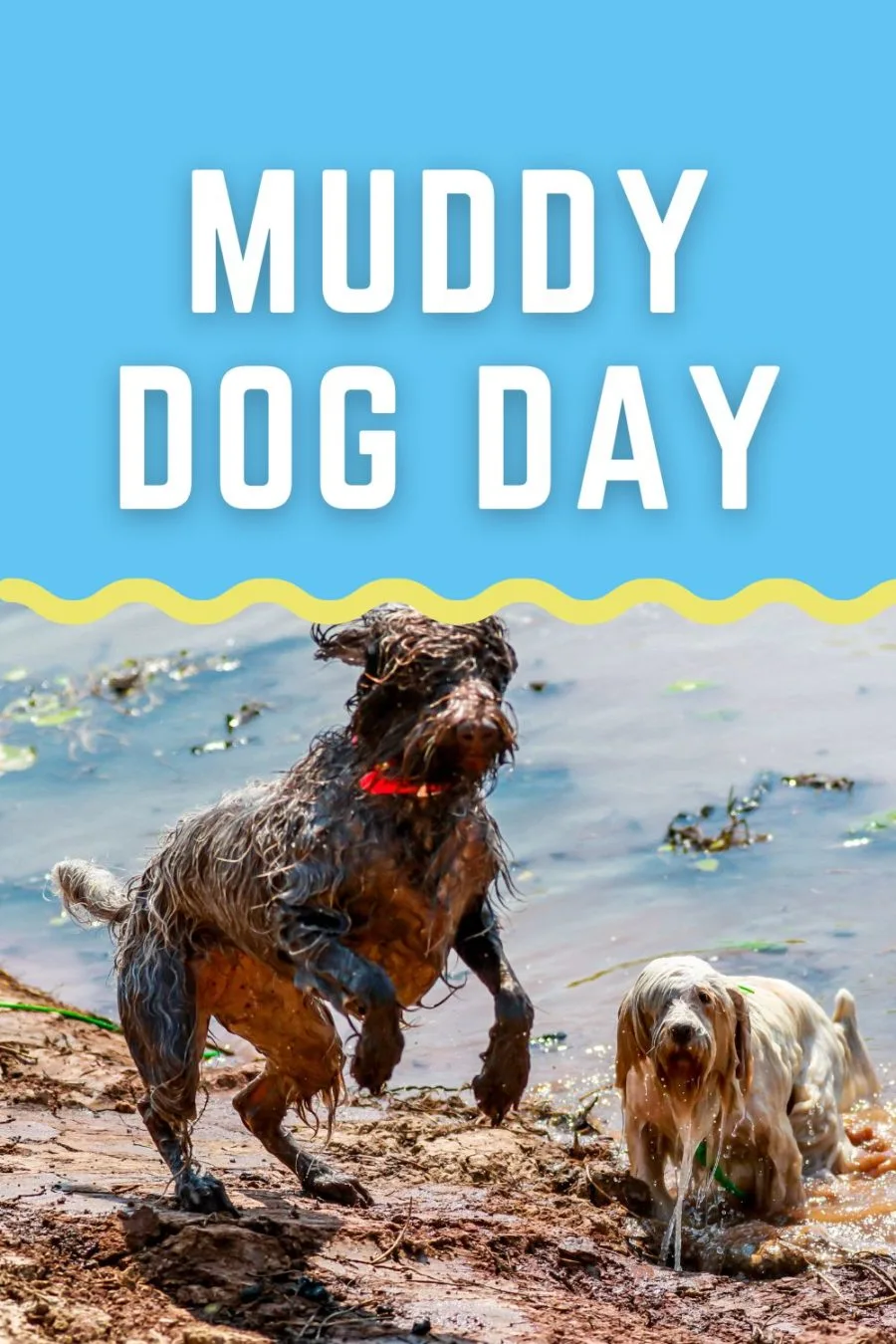 Muddy Dog Day