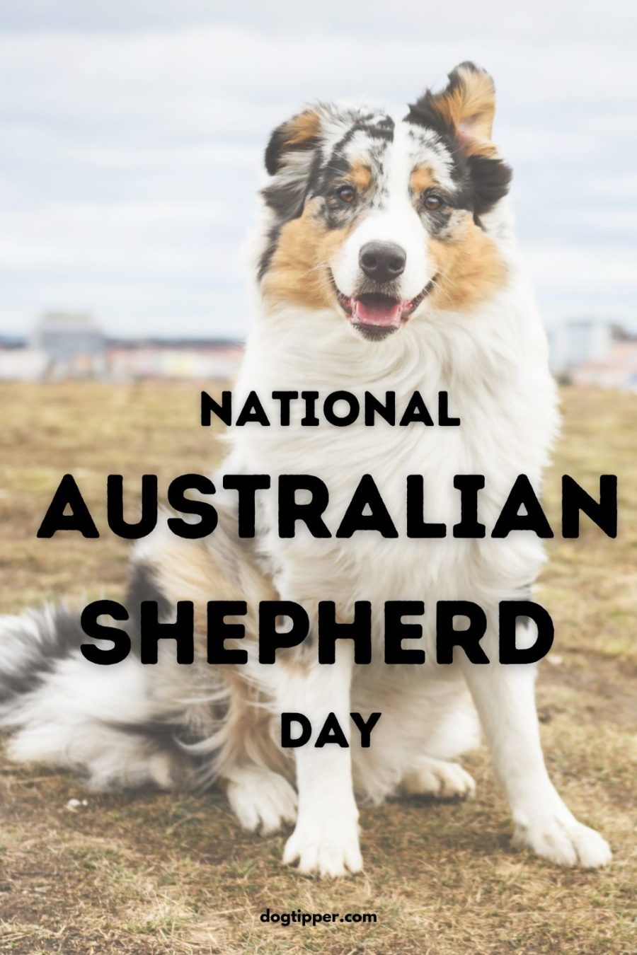 Australian Shepherd Day