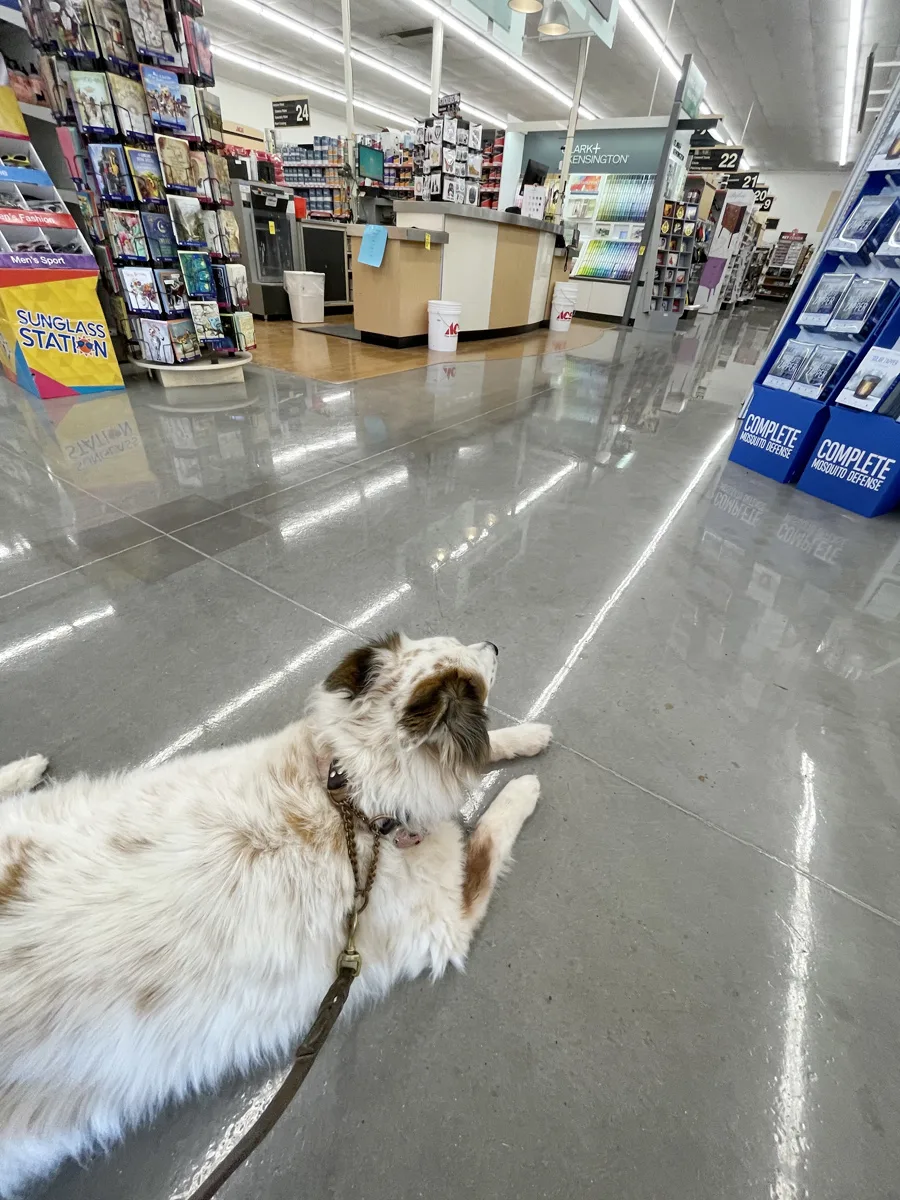 dog in Ace Hardware store in Lago Vista, Texas