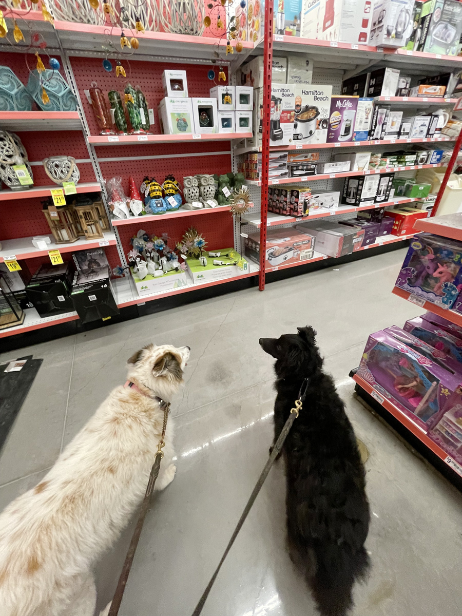 two dogs in a dog-friendly Ace hardware store in Lago Vista, Texas