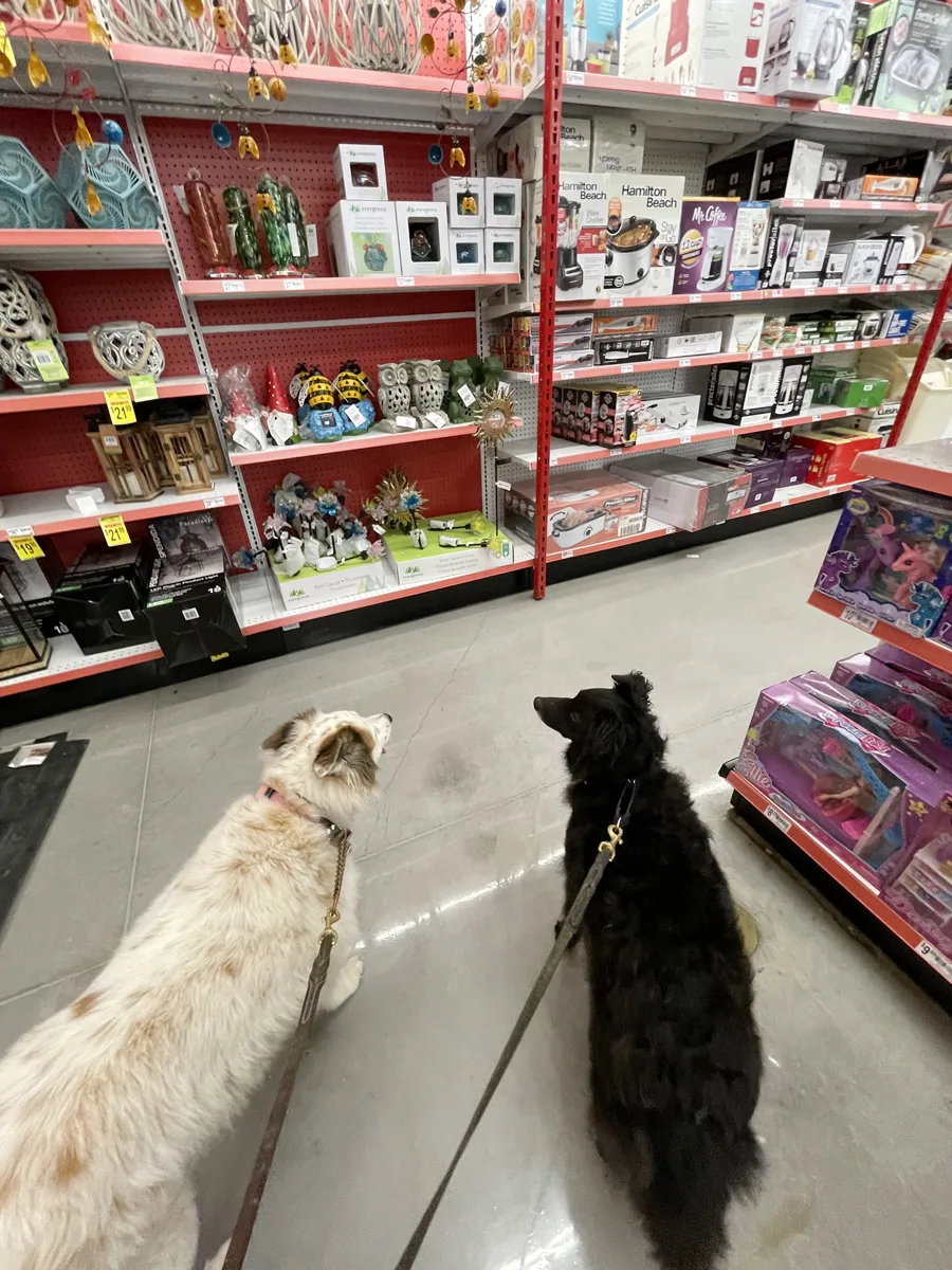 two dogs in a dog friendly Ace Hardware store in Lago Vista, Texas
