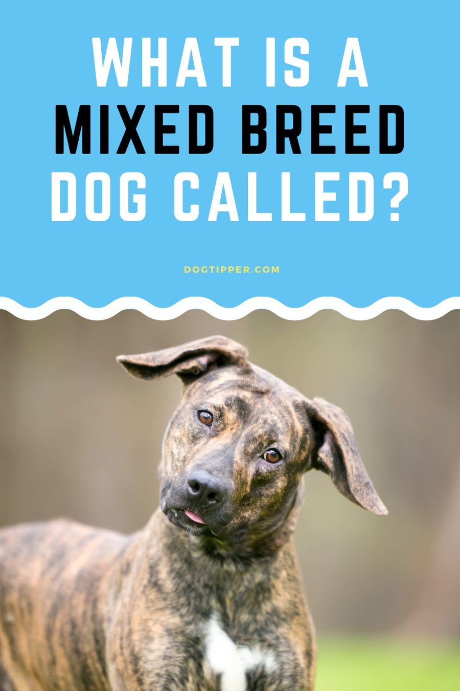 What is a Mixed Breed Dog Called?