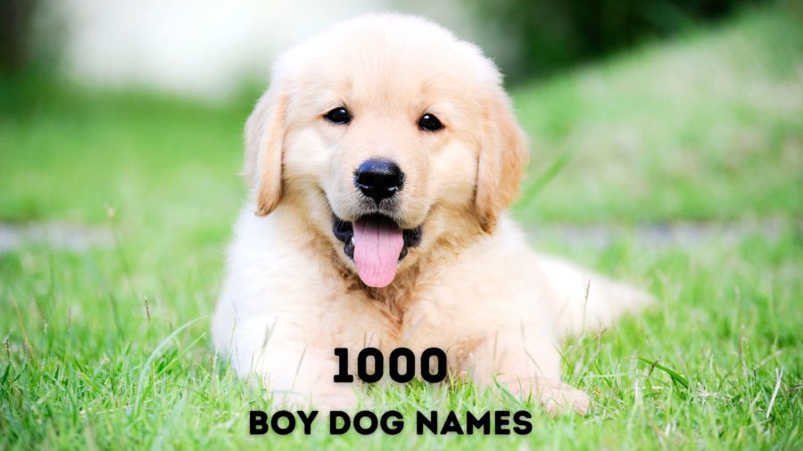 1000 male dog names