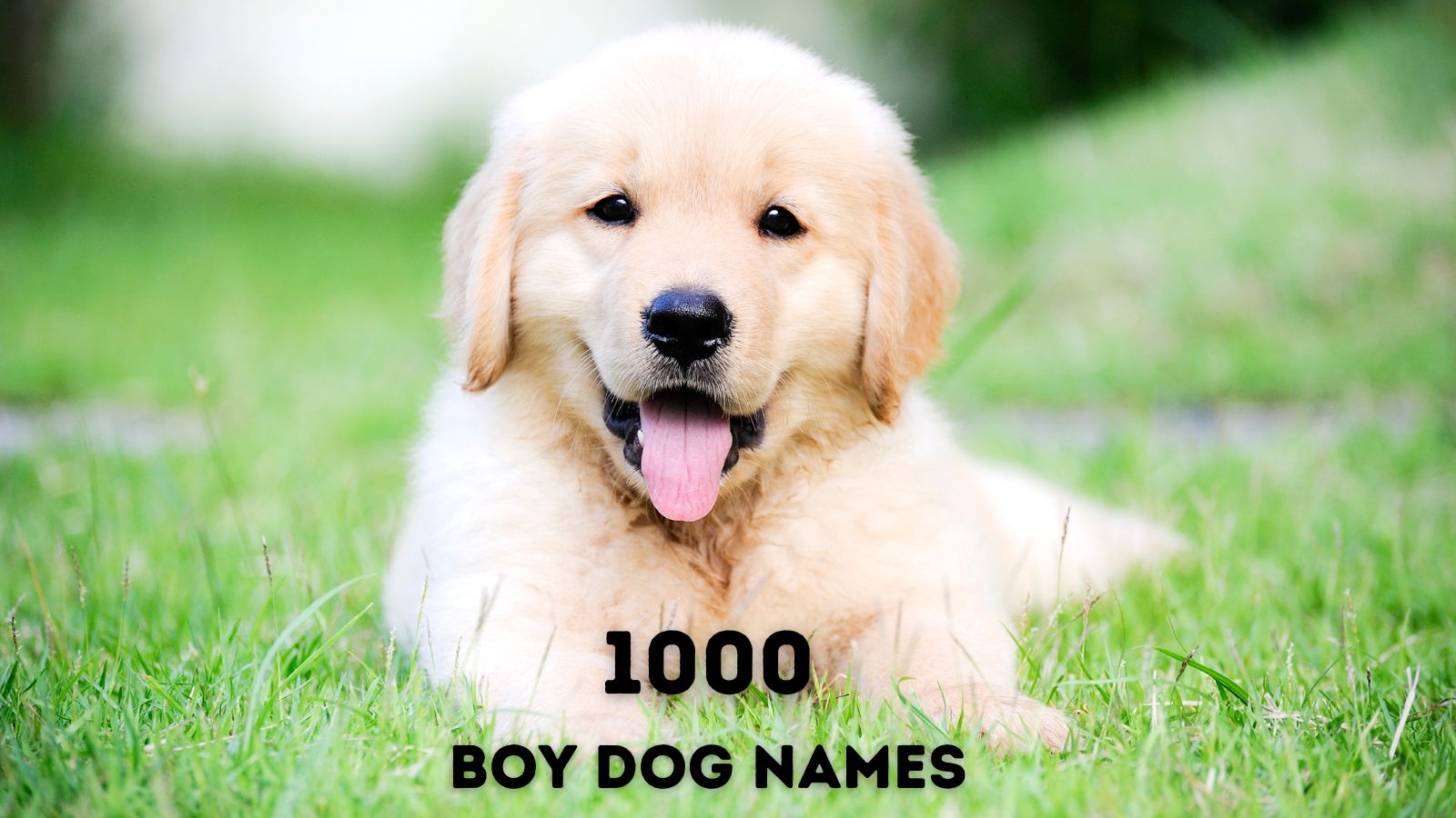 golden retriever names for boys