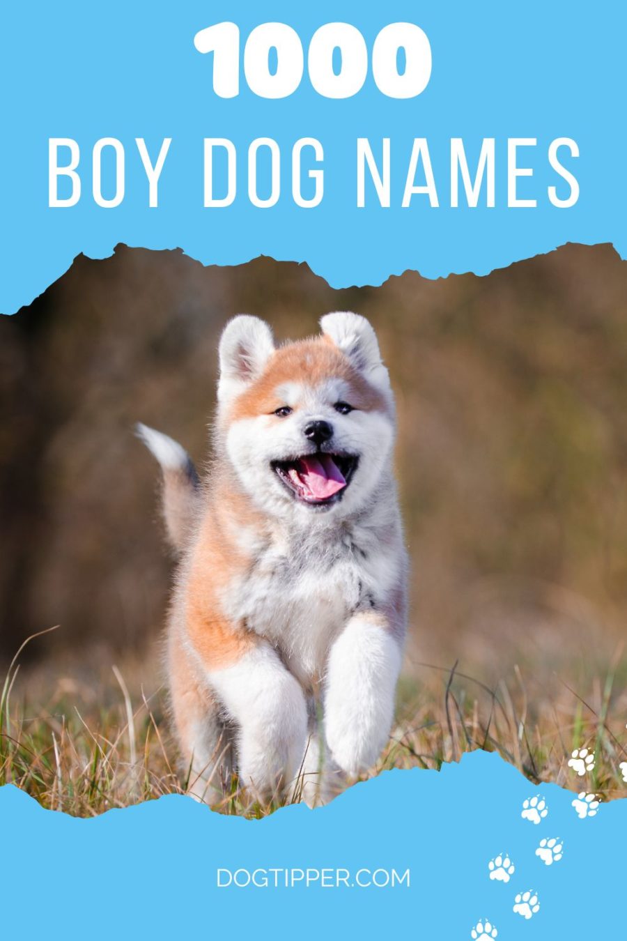 1,000 Boy Dog Names for Your Good Boy