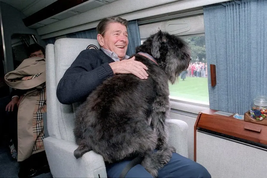 11/1/1985 President Reagan aboard the helicopter with his dog "Lucky" on his lap. Collection: White House Photographic Collection, 1/20/1981 - 1/20/1989. Public domain photo via Wikimedia.